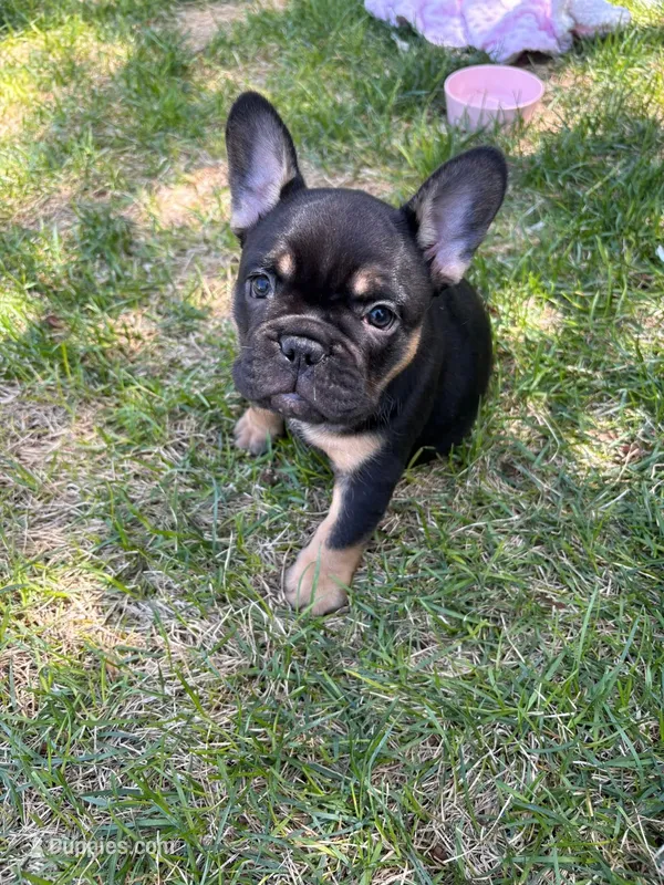 Belle – French Bulldog puppy for sale in Thornton, CO