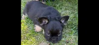 Fluffy Febe, a female French Bulldog for sale in Thornton, CO – 2 of 9
