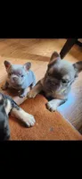 Fluffy Jewel, a female French Bulldog for sale in Thornton, CO – 2 of 4