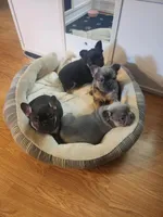 Fluffy Jewel, a female French Bulldog for sale in Thornton, CO – 4 of 4