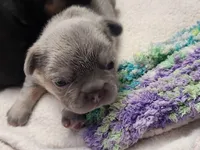 Fluffy Jewel, a female French Bulldog for sale in Thornton, CO – 3 of 4