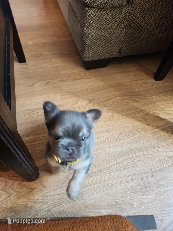 Fluffy Jewel – French Bulldog puppy for sale in Thornton, CO