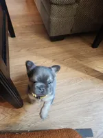Fluffy Jewel, a female French Bulldog for sale in Thornton, CO – 1 of 4