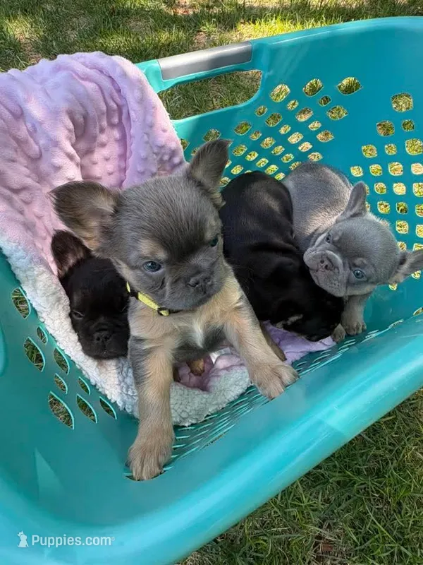 Fluffy Jewel – French Bulldog puppy for sale in Thornton, CO