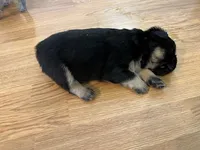 Fluffy Roz, a female French Bulldog for sale in Thornton, CO – 3 of 7