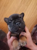 Fluffy Roz, a female French Bulldog for sale in Thornton, CO – 5 of 7