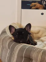 Fluffy Roz, a female French Bulldog for sale in Thornton, CO – 2 of 7