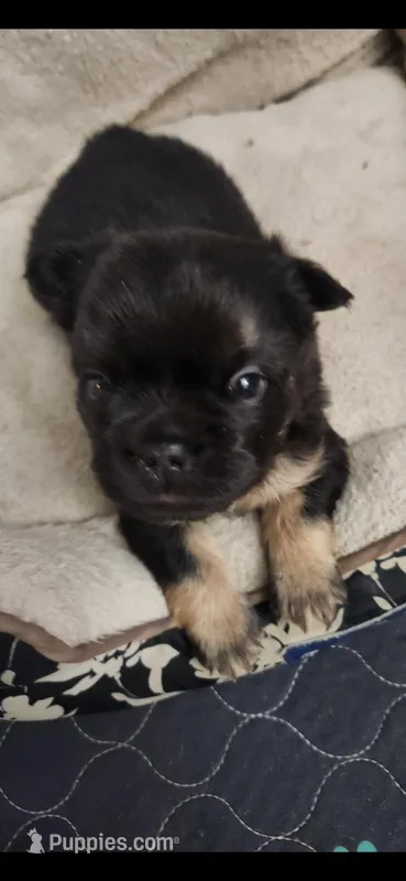 Fluffy Roz – French Bulldog puppy for sale in Thornton, CO