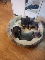 Fluffy Roz, a female French Bulldog for sale in Thornton, CO – 7 of 7