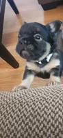 Fluffy Roz, a female French Bulldog for sale in Thornton, CO – 4 of 7