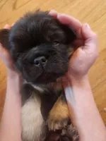 Fluffy Roz, a female French Bulldog for sale in Thornton, CO – 6 of 7