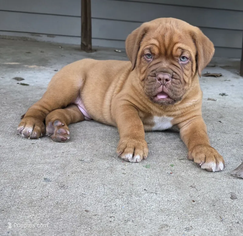 Blue Male – Dogue de Bordeaux puppy for sale in Machias, NY