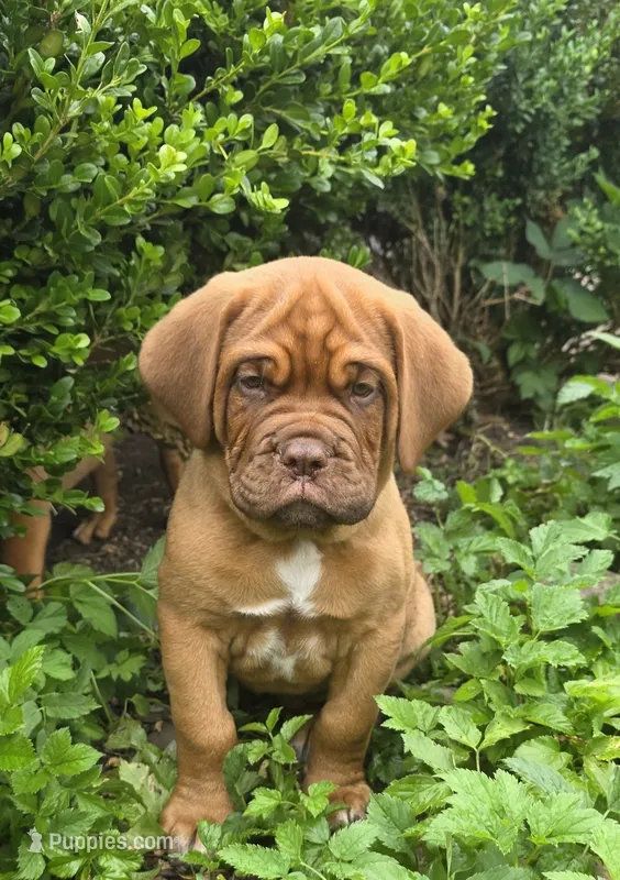 Neon Green Male – Dogue de Bordeaux puppy for sale in Machias, NY