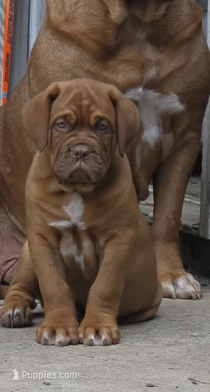 Neon Green Male – Dogue de Bordeaux puppy for sale in Machias, NY