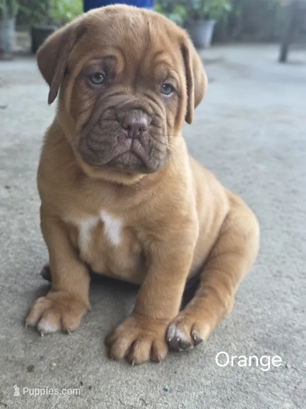 Orange Male – Dogue de Bordeaux puppy for sale in Machias, NY