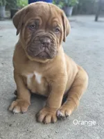 Orange Male, a male Dogue de Bordeaux for sale in Machias, NY – 1 of 1