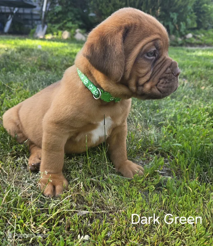 Dark Green Male  – Dogue de Bordeaux puppy for sale in Machias, NY