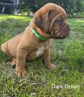 Dark Green Male , a male Dogue de Bordeaux for sale in Machias, NY – 1 of 1