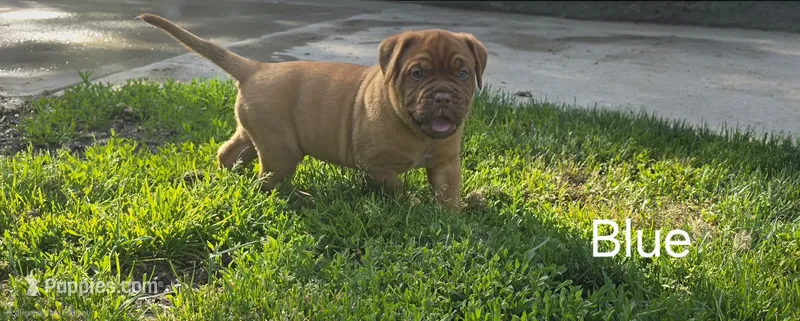 Blue Male – Dogue de Bordeaux puppy for sale in Machias, NY