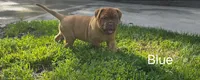 Blue Male, a male Dogue de Bordeaux for sale in Machias, NY – 1 of 2