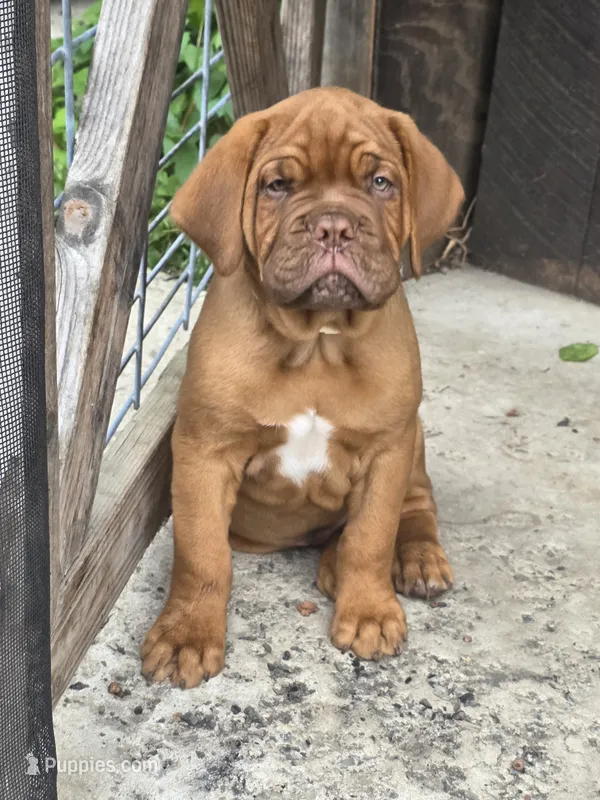 Dark Green Male  – Dogue de Bordeaux puppy for sale in Machias, NY
