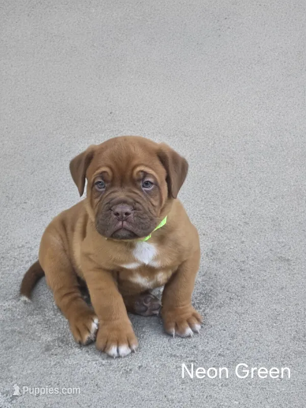 Neon Green Male – Dogue de Bordeaux puppy for sale in Machias, NY