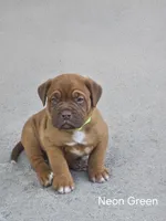 Neon Green Male, a male Dogue de Bordeaux for sale in Machias, NY – 1 of 1