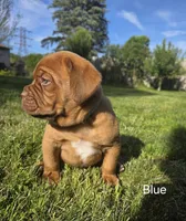 Blue Male, a male Dogue de Bordeaux for sale in Machias, NY – 2 of 2