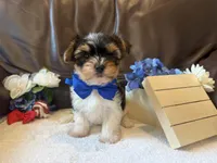 Beefton the Bombastic, a male Yorkshire Terrier for sale in Vanceburg, KY – 4 of 5