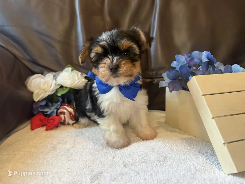 Beefton the Bombastic – Yorkshire Terrier puppy for sale in Vanceburg, KY