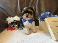 Beefton the Bombastic, a male Yorkshire Terrier for sale in Vanceburg, KY – 1 of 5