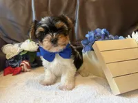 Beefton the Bombastic, a male Yorkshire Terrier for sale in Vanceburg, KY – 2 of 5