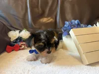Beefton the Bombastic, a male Yorkshire Terrier for sale in Vanceburg, KY – 3 of 5