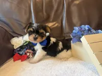 Beefton the Bombastic, a male Yorkshire Terrier for sale in Vanceburg, KY – 5 of 5