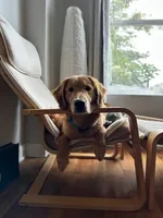 Archie, a male Golden Retriever for sale in Wooster, OH – 1 of 9