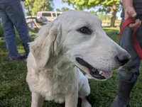 Chip, a male English Cream Golden Retriever for sale in Wooster, OH – 3 of 4