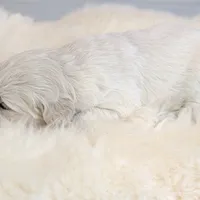 Beti, a female English Cream Golden Retriever for sale in Wooster, OH – Photo 7 of 10