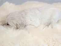 Beti, a female English Cream Golden Retriever for sale in Wooster, OH – Photo 7 of 10