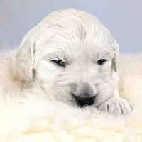 Beti, a female English Cream Golden Retriever for sale in Wooster, OH – Photo 1 of 10