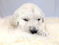 Beti, a female English Cream Golden Retriever for sale in Wooster, OH – Photo 1 of 10