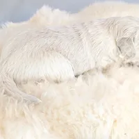 Beti, a female English Cream Golden Retriever for sale in Wooster, OH – Photo 6 of 10