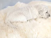 Beti, a female English Cream Golden Retriever for sale in Wooster, OH – Photo 6 of 10