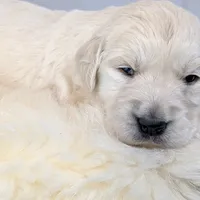 Beti, a female English Cream Golden Retriever for sale in Wooster, OH – Photo 8 of 10