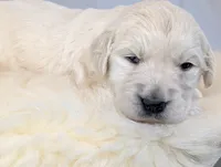 Beti, a female English Cream Golden Retriever for sale in Wooster, OH – Photo 8 of 10