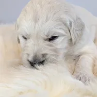 Beti, a female English Cream Golden Retriever for sale in Wooster, OH – Photo 5 of 10