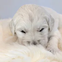 Beti, a female English Cream Golden Retriever for sale in Wooster, OH – Photo 2 of 10