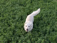 Beti, a female English Cream Golden Retriever for sale in Wooster, OH – Photo 9 of 10
