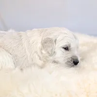 Beti, a female English Cream Golden Retriever for sale in Wooster, OH – Photo 4 of 10
