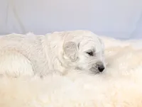 Beti, a female English Cream Golden Retriever for sale in Wooster, OH – Photo 4 of 10