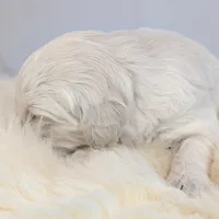 Beti, a female English Cream Golden Retriever for sale in Wooster, OH – Photo 3 of 10